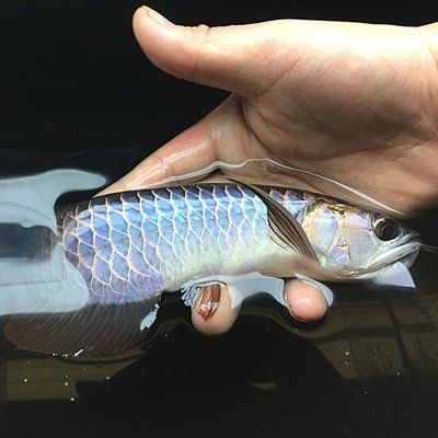 龍魚高背好還是過背好：新手養(yǎng)魚適合哪種龍魚？ 龍魚百科 第1張