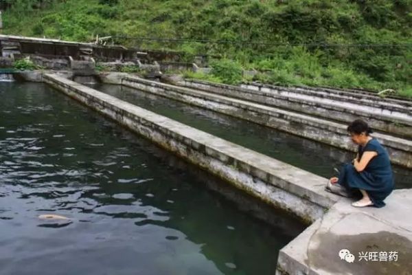 飛鳳魚(yú)常見(jiàn)疾病預(yù)防：如何判斷飛鳳魚(yú)是否健康,飛鳳魚(yú)疾病早期癥狀識(shí)別 龍魚(yú)百科 第3張