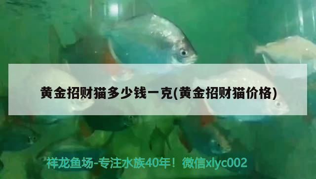 天津水族批發(fā)市場交通指南：天津水族批發(fā)市場怎么樣 龍魚百科 第3張