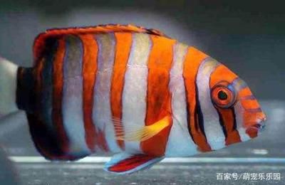 海水紅龍魚(yú)海水魚(yú)：海水紅龍魚(yú)與淡水魚(yú)的區(qū)別 龍魚(yú)百科 第2張