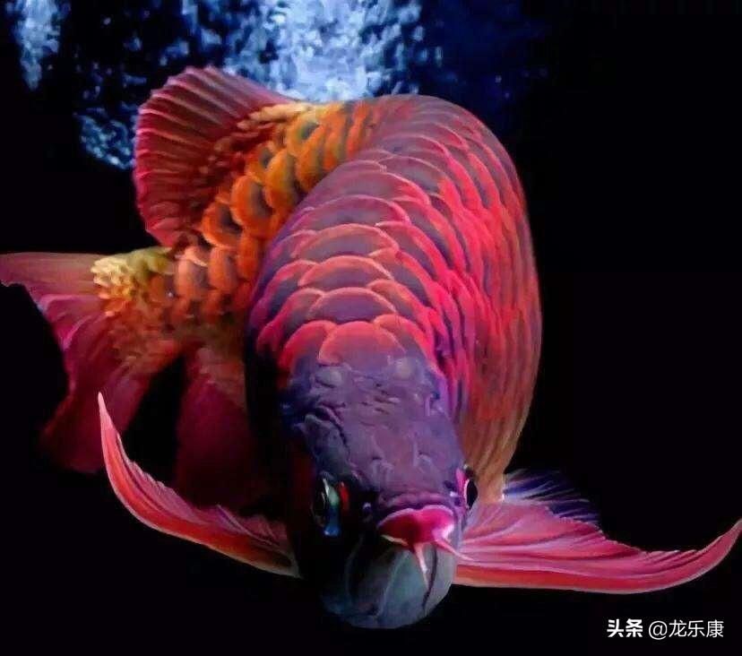 龍魚知識網(wǎng)站官網(wǎng)入口：關(guān)于龍魚的知識網(wǎng)站 龍魚百科 第5張