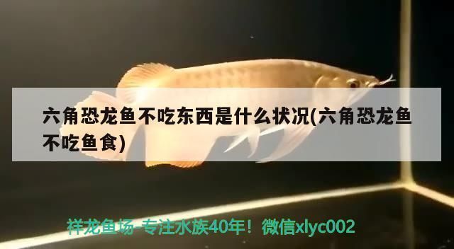 六角恐龍魚不吃東西是什么原因：六角恐龍魚不吃東西可能由多種因素引起 龍魚百科 第3張