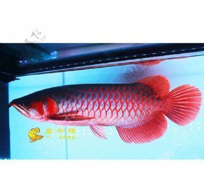 極品紅龍魚價(jià)格多少：極品紅龍魚的價(jià)格取決于其品種或個(gè)體的價(jià)格信息 龍魚百科 第2張