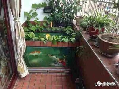 龍魚老張嘴巴是什么原因：疑問句1：龍魚為什么會張嘴,龍魚張開嘴巴可能是為了覓食 水族問答 第1張