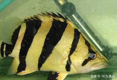 龍魚會咬虎魚嗎：如何判斷龍魚是否攻擊虎魚 龍魚百科 第5張