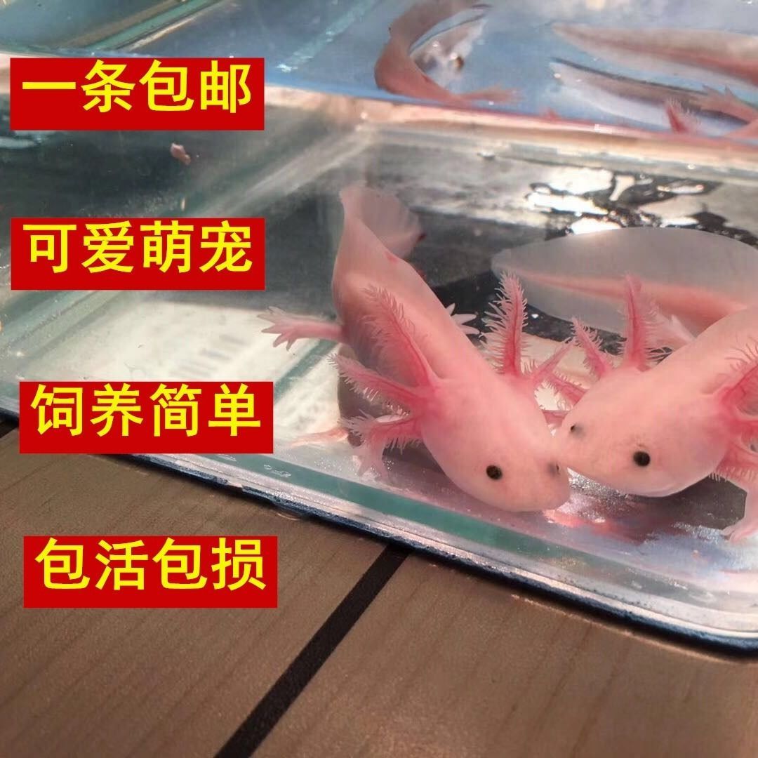 六角恐龍魚(yú)是淡水魚(yú)嗎：六角恐龍魚(yú)的飼養(yǎng)技巧 龍魚(yú)百科 第4張