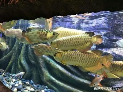 龍魚低水位 養(yǎng)的好處是什么：低水位養(yǎng)殖龍魚有多重好處，龍魚低水位飼養(yǎng)的注意事項(xiàng) 龍魚百科 第3張