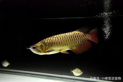 過(guò)背金龍魚(yú)用什么顏色背景：過(guò)背金龍魚(yú)在不同生長(zhǎng)階段適合的背景顏色有所不同 龍魚(yú)百科 第4張