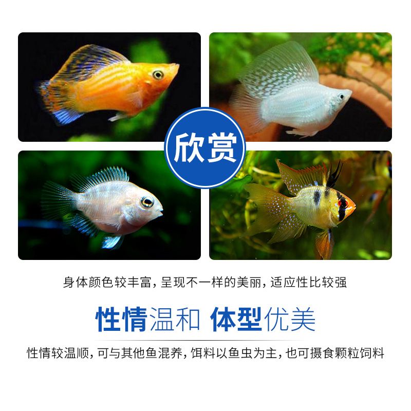 龍魚苗哪里有賣呀：廣州龍魚苗健康標(biāo)準(zhǔn)是什么龍魚苗健康標(biāo)準(zhǔn)是什么 龍魚百科 第5張