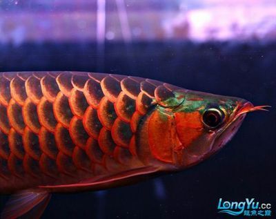 老孫龍魚256：“老孫龍魚256”在當(dāng)代文化中的意義和價(jià)值 龍魚百科 第2張