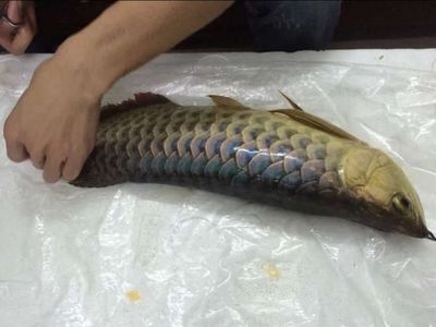 龍魚做手術需要控食物嗎為什么：龍魚術后喂食量控制技巧 龍魚百科 第3張