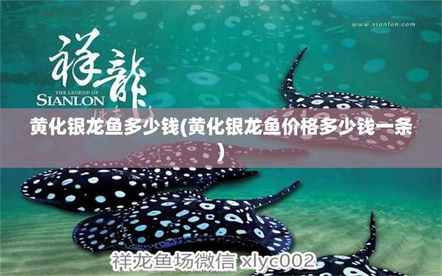 黃化銀龍魚價格多少錢一條：如何辨別黃化銀龍魚品質(zhì)，黃化銀龍魚產(chǎn)地價格差異 龍魚百科 第2張