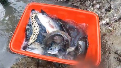 斑馬狗頭魚(yú)飼料自制方法：斑馬狗頭魚(yú)飼料和自制方法 龍魚(yú)百科 第1張