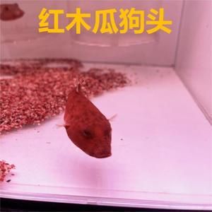 斑馬狗頭魚(yú)飼料自制方法：斑馬狗頭魚(yú)飼料和自制方法 龍魚(yú)百科 第3張