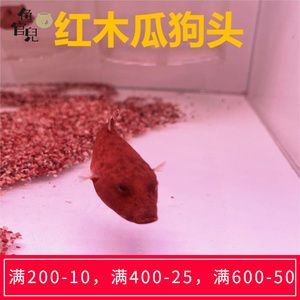 斑馬狗頭魚(yú)飼料自制方法：斑馬狗頭魚(yú)飼料和自制方法 龍魚(yú)百科 第2張