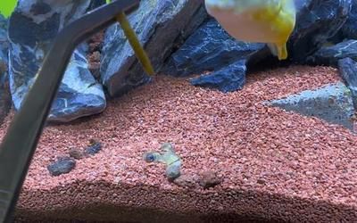 斑馬狗頭魚(yú)飼料自制方法：斑馬狗頭魚(yú)飼料和自制方法 龍魚(yú)百科 第5張