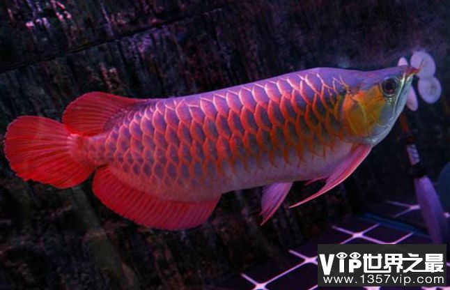 紅龍魚(yú)與不同顏色魚(yú)的風(fēng)水寓意：紅龍魚(yú)在風(fēng)水學(xué)中有什么作用？