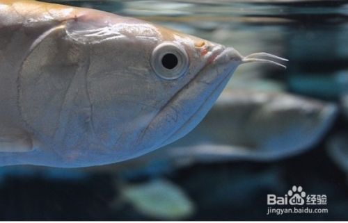 哪種銀龍魚好看一點：七彩銀龍魚飼養(yǎng)技巧，銀龍魚選購注意事項， 龍魚百科 第2張