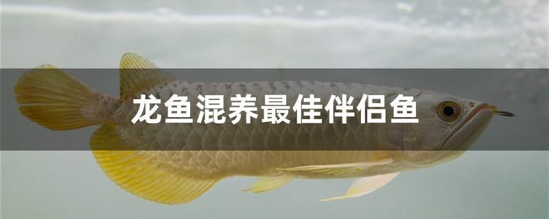 龍魚配什么魚養(yǎng)最好？魚變明的最好方法：關于龍魚的最佳配魚和提升光澤的方法 龍魚百科 第2張