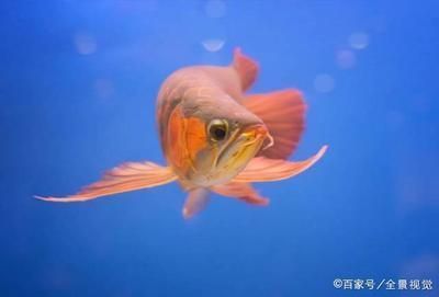 龍魚可以吃面包蟲嗎：龍魚可以吃面包蟲嗎，龍魚吃面包蟲的注意事項 龍魚百科 第2張