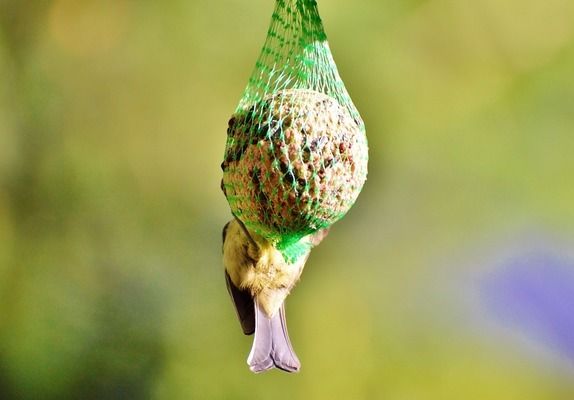 六角恐龍魚能放草缸里養(yǎng)嗎？：六角恐龍魚可以放在草缸中飼養(yǎng)它們對水質(zhì)的要求并不嚴(yán)格