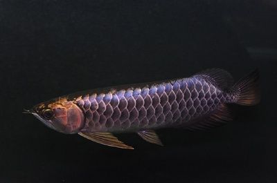 龍魚(yú)褪色是什么原因？：龍魚(yú)為什么會(huì)褪色 龍魚(yú)百科 第3張