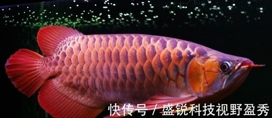 印尼小紅龍魚繁殖水質(zhì)要求：印尼小紅龍魚繁殖成功率提升方法 龍魚百科 第5張