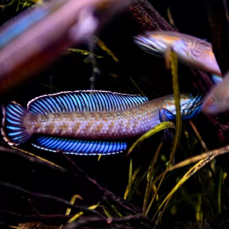 雷龍魚(yú)幻紅和眼鏡蛇哪個(gè)好看：雷龍魚(yú)幻紅和眼鏡蛇哪個(gè)更好看取決于個(gè)人的審美偏好 龍魚(yú)百科 第2張