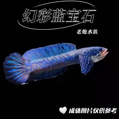 雷龍魚幻紅和眼鏡蛇哪個好看：雷龍魚幻紅和眼鏡蛇哪個更好看取決于個人的審美偏好 龍魚百科 第3張