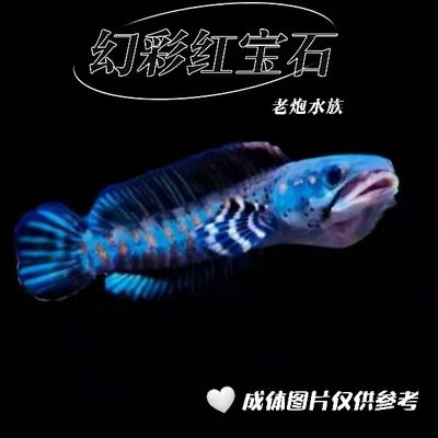 雷龍魚幻紅和眼鏡蛇哪個好看：雷龍魚幻紅和眼鏡蛇哪個更好看取決于個人的審美偏好 龍魚百科 第5張