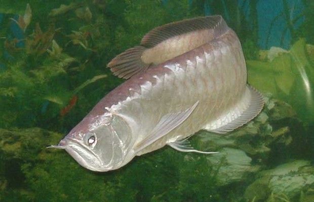 菠蘿魚(yú)能和銀龍魚(yú)混養(yǎng)：菠蘿魚(yú)和銀龍魚(yú)可以混養(yǎng)嗎 龍魚(yú)百科 第5張