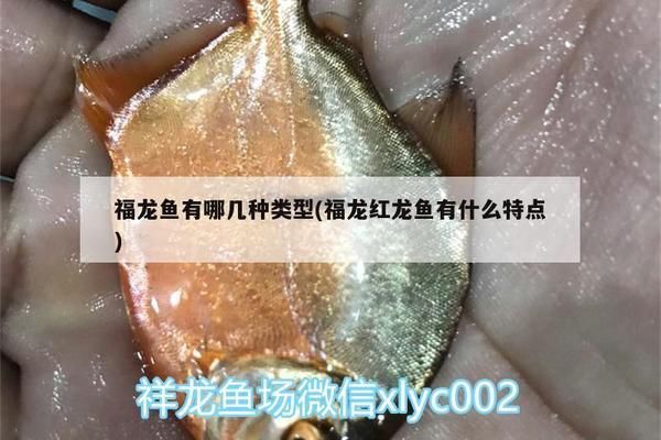 福龍魚有哪幾種類型的：福龍魚是亞洲龍魚的常見品種之一，紅龍魚的鑒別方法 龍魚百科 第2張