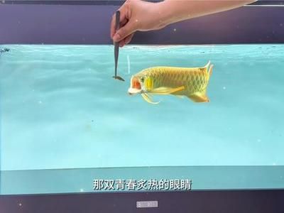 龍魚狀態(tài)不好怎么調(diào)整：龍魚最佳飼養(yǎng)水溫范圍 龍魚百科 第4張