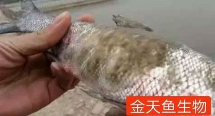 水霉病魚體護(hù)理技巧：水霉病水質(zhì)管理，水霉病魚體護(hù)理誤區(qū) 龍魚百科 第1張