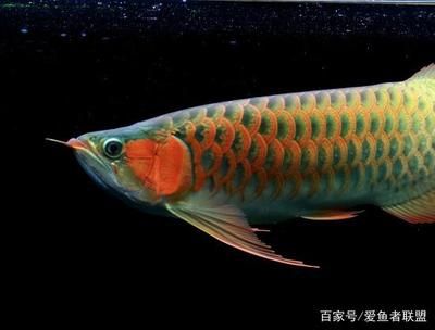 龍魚用什么燈光比較好養(yǎng)：養(yǎng)龍魚時，選擇合適的燈光對于養(yǎng)龍魚的健康和色澤影響 龍魚百科 第2張