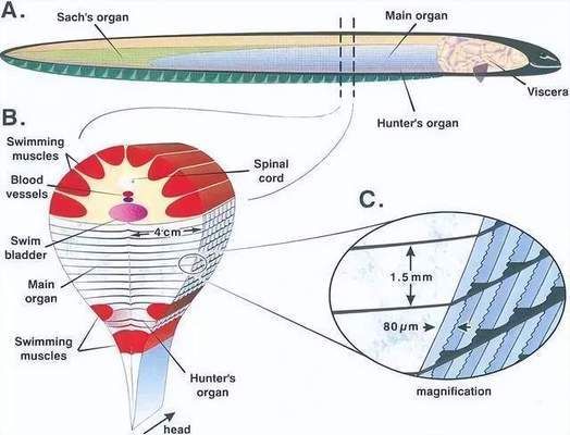 龍魚卵孵化：在自然條件下，龍魚卵的孵化成功率是多少？ 水族問答