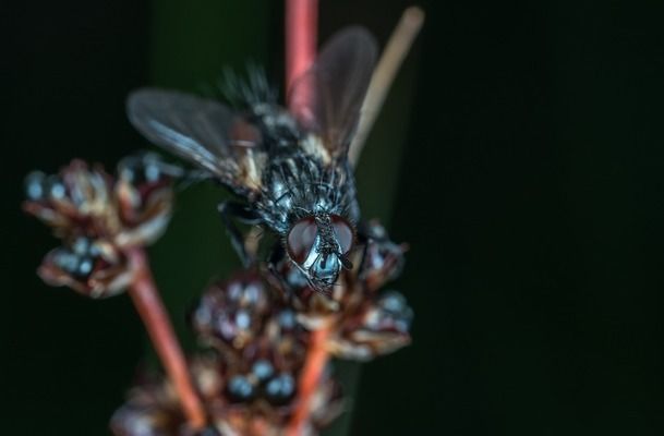 如何促進(jìn)龍魚發(fā)色變好：促進(jìn)龍魚發(fā)色變好的技巧 龍魚百科 第3張