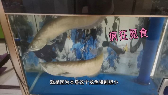 金龍魚膠須為啥剪下來就爛了：“金龍魚膠須剪下來就爛了”查詢當(dāng)前無法直接提供具體信息 龍魚百科 第3張