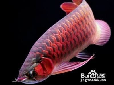 龍魚趴缸怎樣治療：龍魚趴缸如何調(diào)節(jié)光照龍魚水質(zhì)穩(wěn)定的具體措施