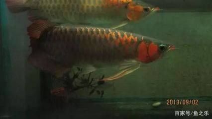 龍魚 沉底：龍魚沉底可能由多種因素引起， 龍魚百科 第3張