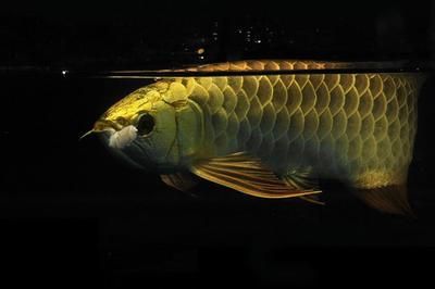 龍魚(yú)有鱗嗎：龍魚(yú)的鱗片有多種顏色 龍魚(yú)百科 第1張