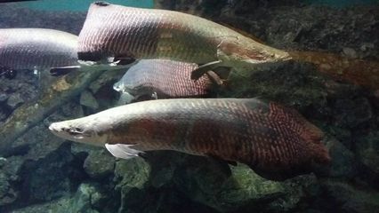 龍魚大戰(zhàn)巨骨舌魚：龍魚與巨骨舌魚共存可能性探究龍魚與巨骨舌魚共存可能性 龍魚百科 第2張