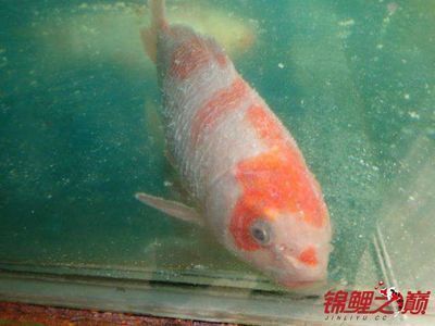 龍魚病了多久可以喂：龍魚疾病恢復(fù)期飲食指南，龍魚用藥期間喂食注意事項(xiàng) 龍魚百科 第2張