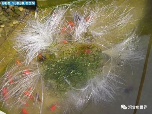 龍魚濾材搭配方法圖解：如何為龍魚選擇合適的魚缸過濾器和過濾系統(tǒng) 水族問答 第1張