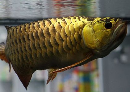 龍魚(yú)的外貌：龍魚(yú)品種價(jià)格對(duì)比， 龍魚(yú)百科 第2張