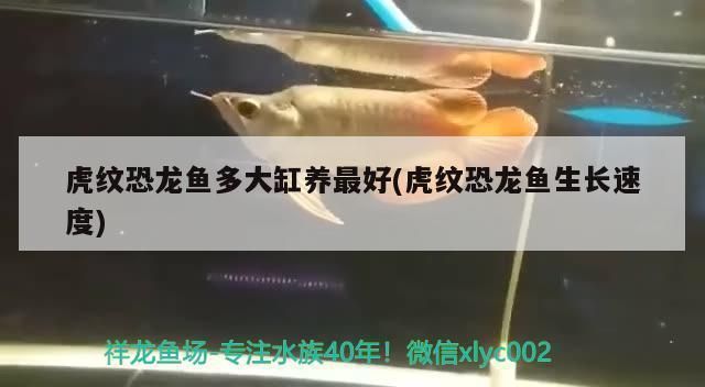 虎紋恐龍魚多大缸：虎紋恐龍魚的飼養(yǎng)方式 龍魚百科 第3張