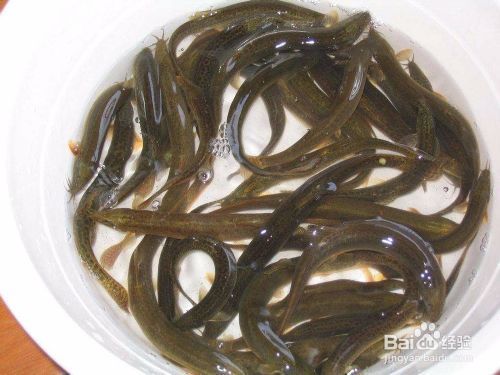 虎紋恐龍魚多大缸：虎紋恐龍魚的飼養(yǎng)方式 龍魚百科 第5張