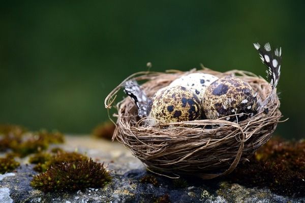 雷龍魚繁殖習性探究：雷龍魚繁殖期水質(zhì)調(diào)控，雷龍魚繁殖成功率方法 龍魚百科