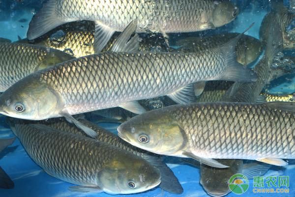 龍魚買回來15天不吃食了：龍魚為什么在買回來的15天內(nèi)不吃食？ 水族問答 第1張