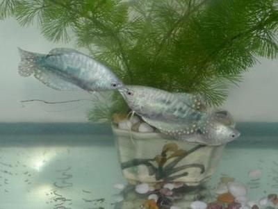 巨暴魚(yú)苗水溫調(diào)節(jié)常見(jiàn)誤區(qū)：關(guān)于巨暴魚(yú)苗水溫調(diào)節(jié)的常見(jiàn)誤區(qū)并沒(méi)有完全相關(guān)的直接答案 龍魚(yú)百科 第4張